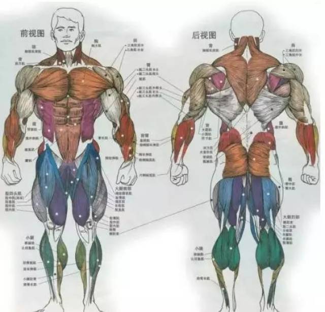 一,菱形肌:颈6,胸4棘突——肩胛骨内侧缘