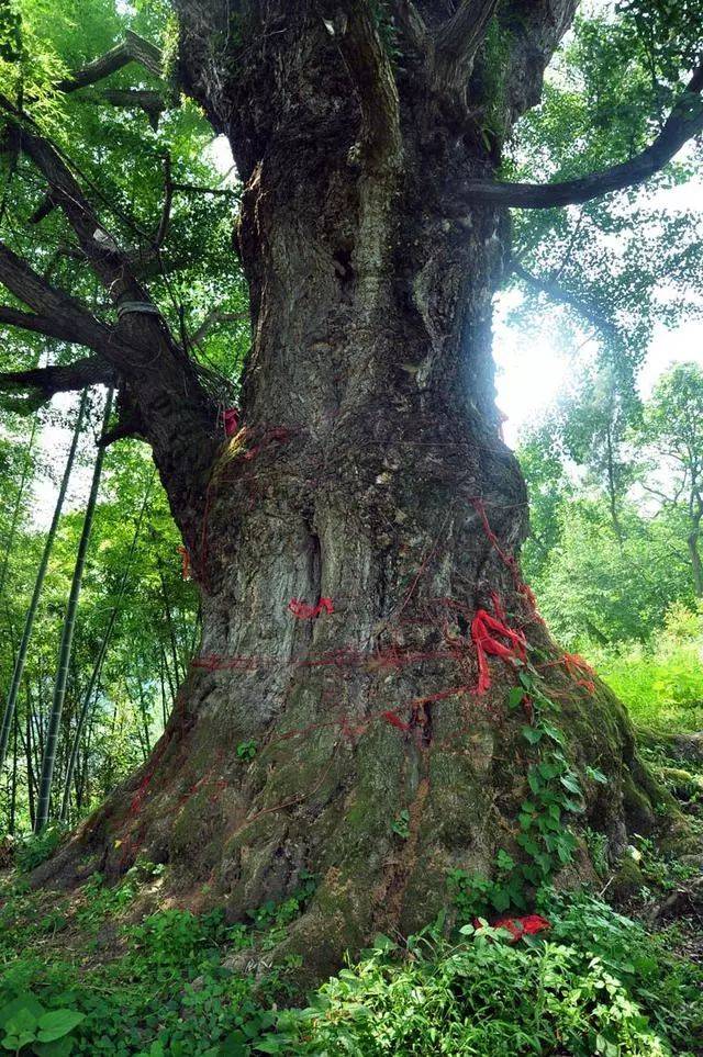 有一个叫"茅厮沟"的山谷里,有一株树龄400年以上的银杏