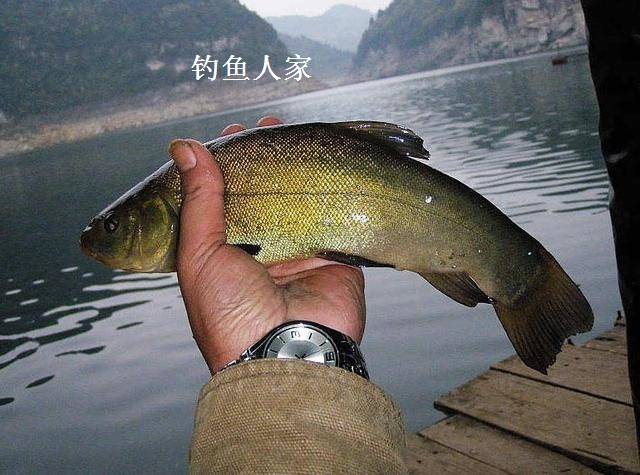 丁桂鱼,营养价值极高,绿色保健食品