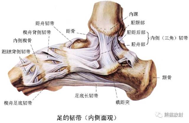 文中图片可点击后放大查看 踝及足部 系统解剖图 1 拇长屈肌,2 胫骨后
