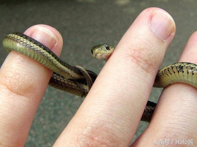 30张会让人改变心意"爱上小蛇蛇"的可爱萌照!