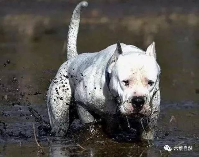 杜高犬,只为驱赶美洲狮和野猪而生