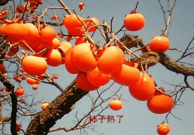 古朴的村镇就这样 静静落散落在广阔柿子树周围 这个季节的柿子
