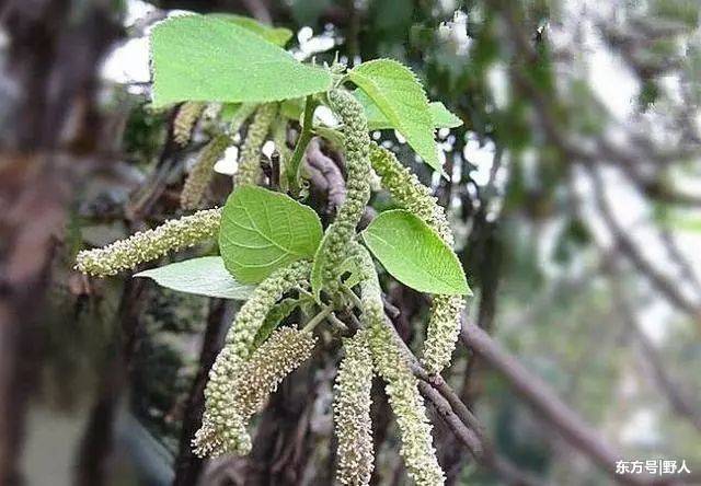 构树的花雌雄异株:雄花序为柔荑花序,粗壮下垂