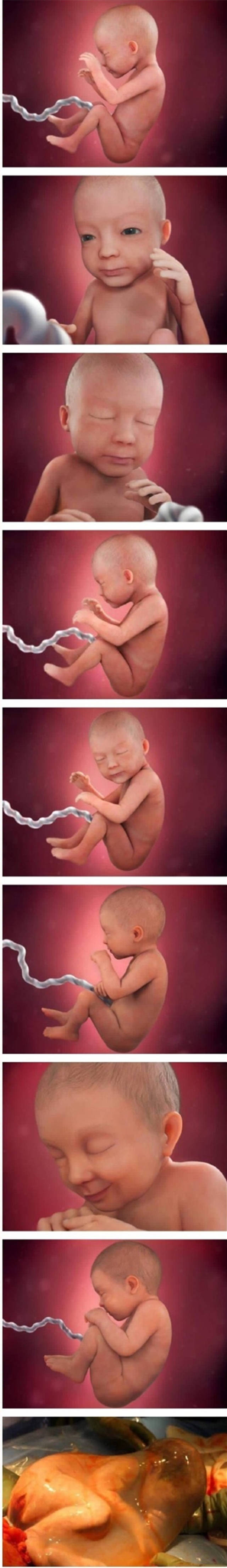 30张高清图片展示宝宝从胚胎到出生的发育全过程,不得