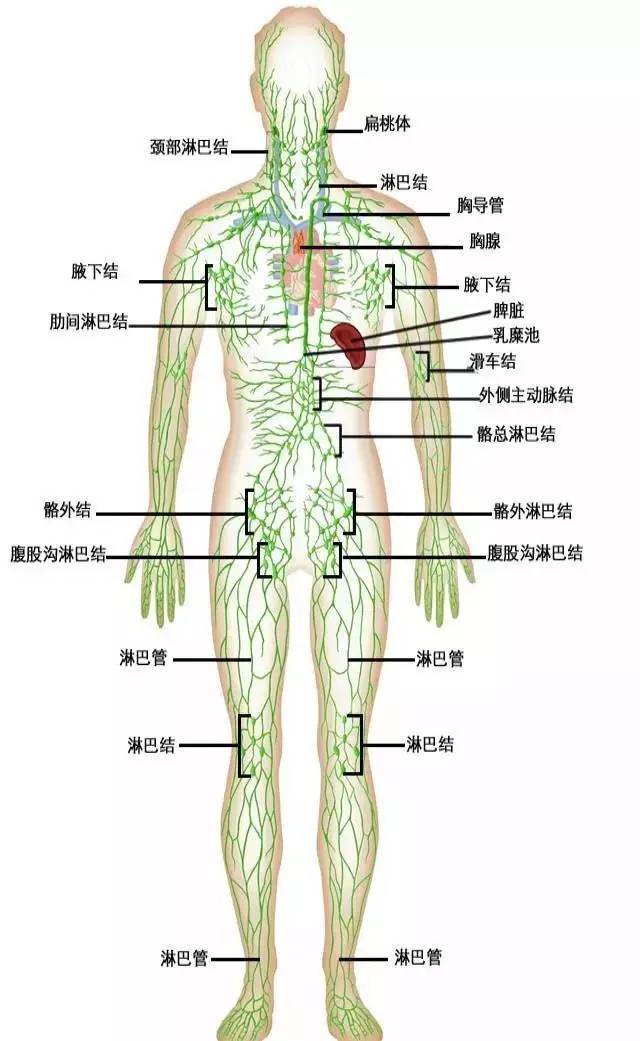 人身体里有多少血管 3f967c1ce99e4dc39f2b83b6c9622ee2.jpeg