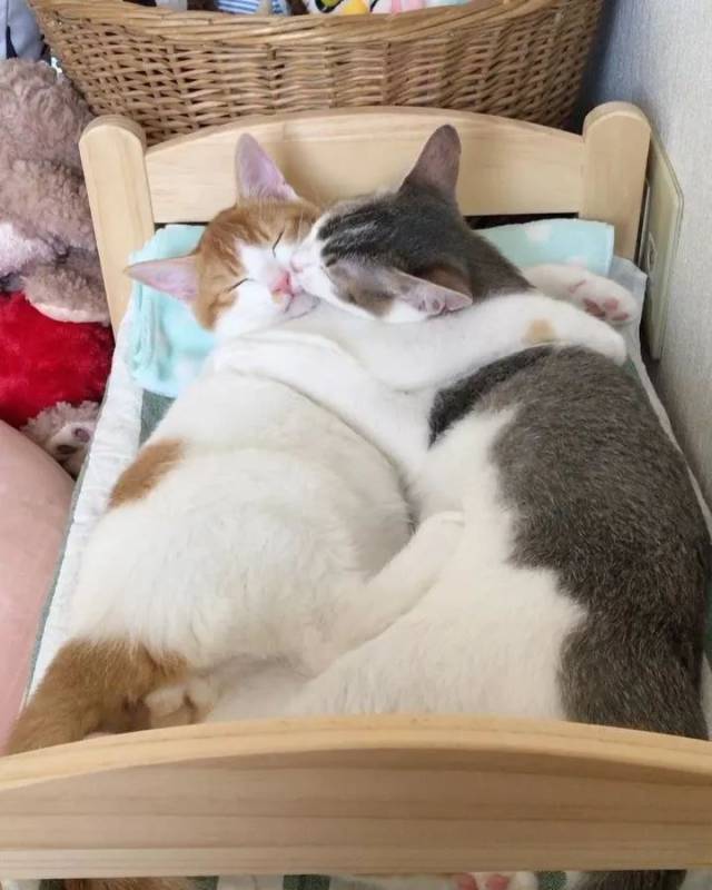 猫事| 抱着你沉睡,做最甜美的梦