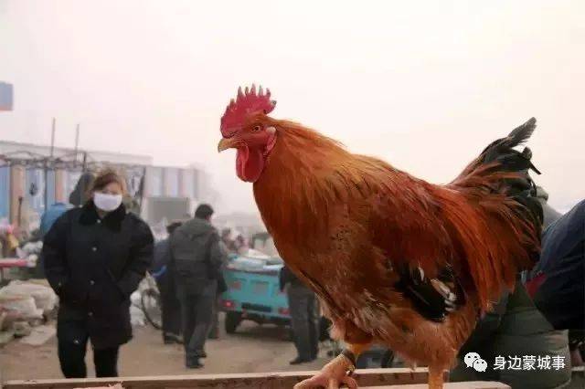 多图:在颍上,有种逛街叫赶集.