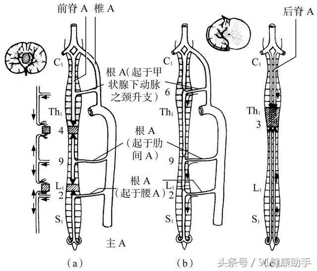 3,腰骶椎血供特点 脊髓圆锥尖部可为 asa 降支直接供养,亦存在丰富的