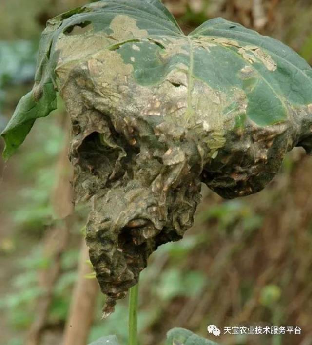 丝瓜细菌性角斑病图解!