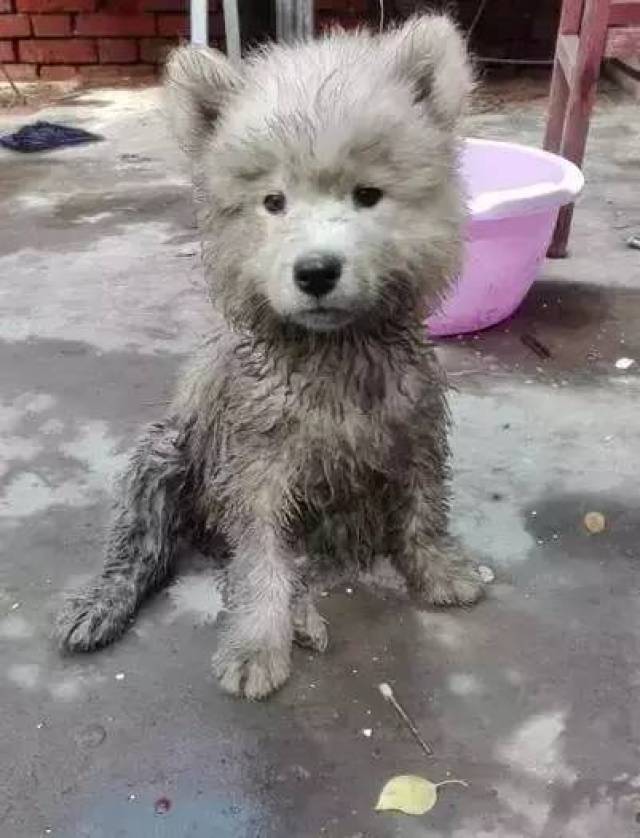 没有了大鹅,狗子终于在乡下找到了自己的一席之地!