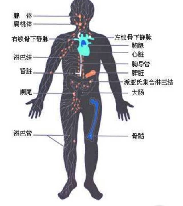 这个过程是免疫系统各部分生理功能的综合体现,包括免疫细胞对抗原