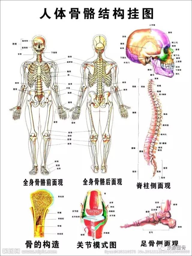 人体骨骼由脊柱,颅骨和四肢骨构成,共有206块,骨骼变形会压迫神经