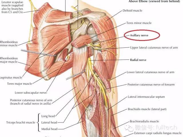 神经下行到腋动脉后部和肩胛下肌(c5,6)后下方.