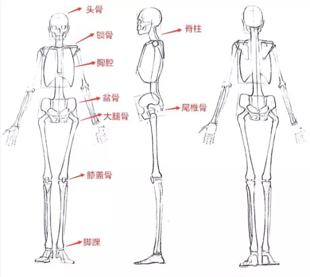 今天肥皂君来带大家认识一下人体骨骼和肌肉.