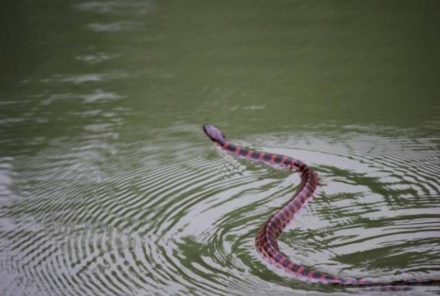 农村经常看到这种"火链子"蛇,见到它可一定要小心了