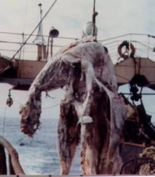 1977 年日本海域发现的海怪尸体,在日本引发了蛇颈龙热潮.