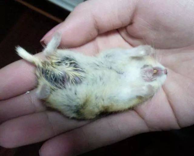 科普|我家的仓鼠活的好好的,干嘛老咒它死!