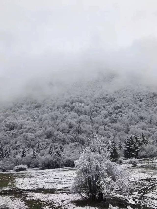 白马山寨已被一层厚厚的雪覆盖 当然,今天的朋友圈也被雪景刷屏 大家