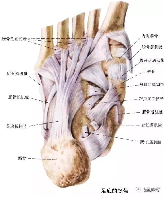 踝及足部 系统解剖图 1 拇长屈肌,2 胫骨后肌,3 腓动脉(交通支),4 胫