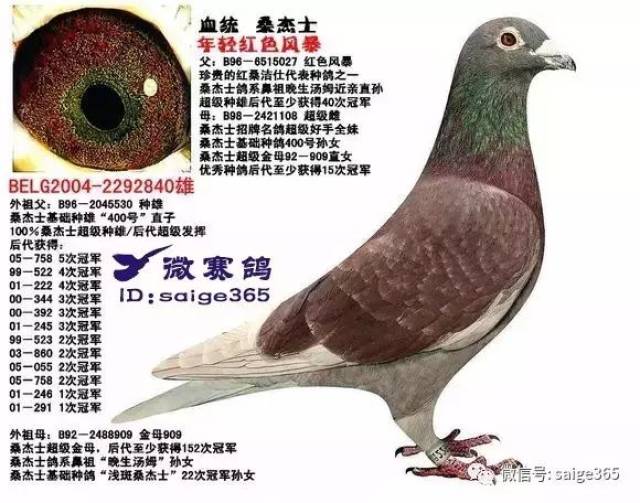 2,定位;短距离赛鸽 3,桑杰士鸽系有两个特点: 第一个是羽色以瓦灰