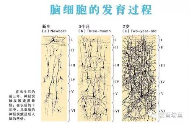 【爱育幼童】脑突触的多少将决定小孩长大以后能力的高低!