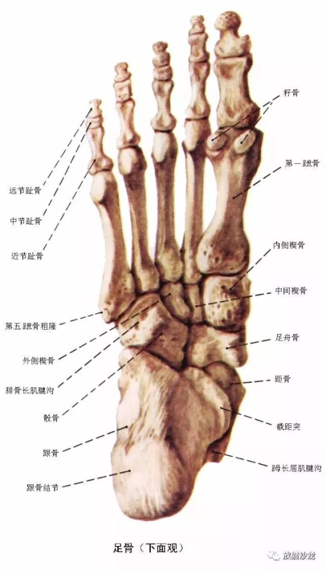 【解剖】踝关节系统解剖图 冠/矢/轴mri