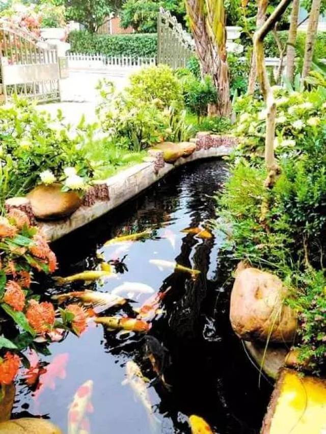 鱼池的方位 庭院中鱼池适合挖在西方,西方白虎位,属金,金生水,鱼遇水