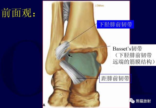 踝关节韧带丨解剖及损伤