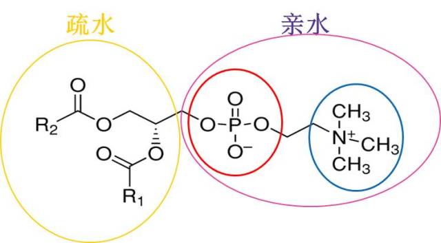 磷脂类化合物结构