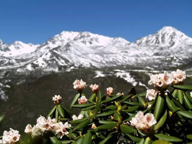 青藏高原上美丽的格桑花,你知道它们真正的名字吗?