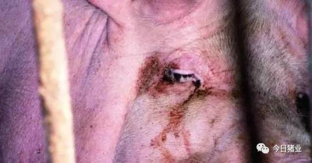 猪的泪斑只是一个症状,是机体内部不适的外部表现,虽不会直接造成猪