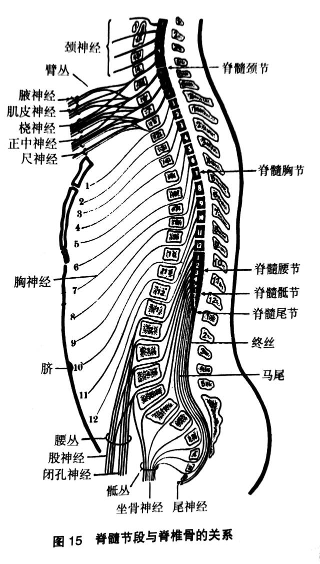 第10-12胸椎部;骶尾脊髓位于胸12至第1腰椎,第2腰椎以下为马尾神经