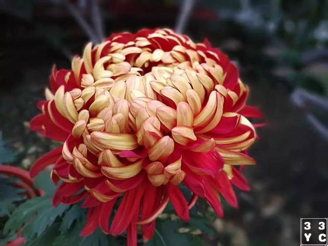 济南趵突泉第38届菊花展3 品种菊(下)