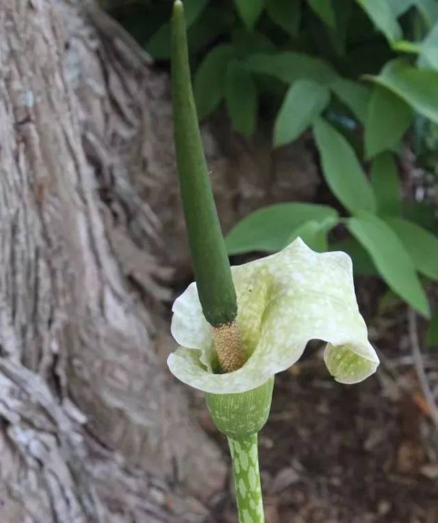 顶端则有天南星科最显著的特征——佛焰花序.