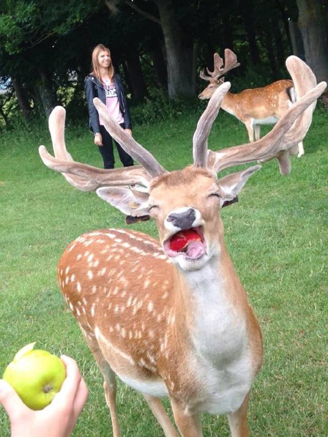 一只正在吃苹果的小鹿,露出了本质吃货的最纯真笑容 美食