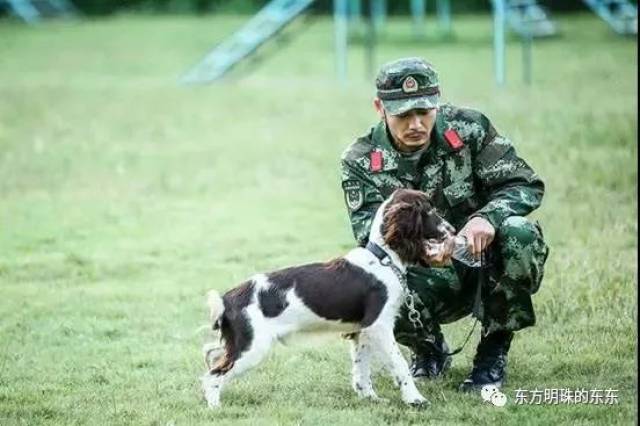 综艺| 《奇兵神犬》首播收视第一 兵犬情深看哭观众