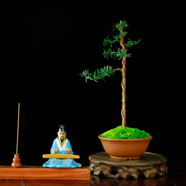 居家小创意,微景观,在家也能看见大自然