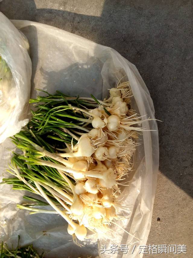 大姐收拾干净的野蒜.