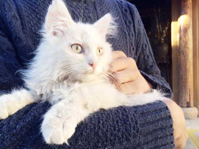 猫做绝育手术,为什么要滴眼药水?