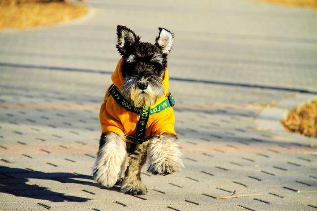 狗为啥不能吃葡萄的原因 f60d76be2d954cc3bafcc9537d99f935.jpeg