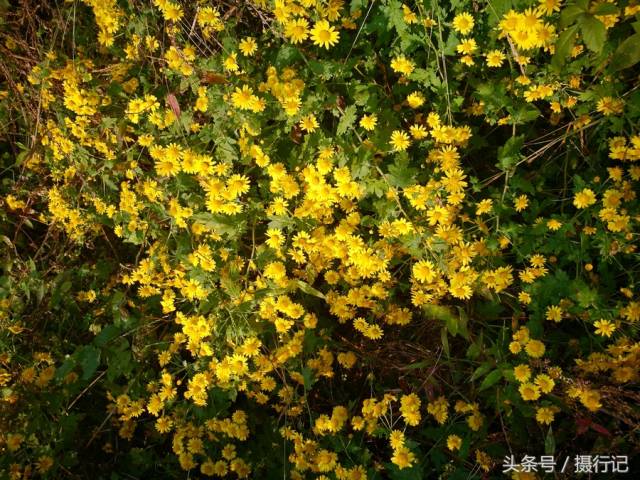 野菊花可以采摘了晒干泡茶喝,具有清火消毒的功效.