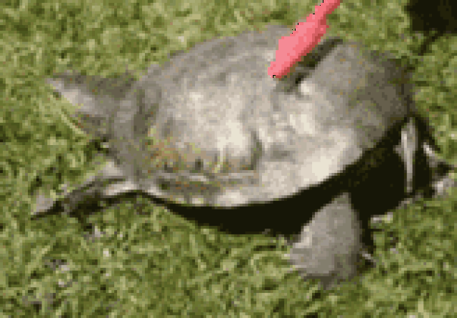 这乌龟玩出感情了