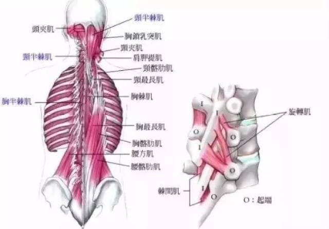 脊柱周围的肌肉从位置谈腰背痛