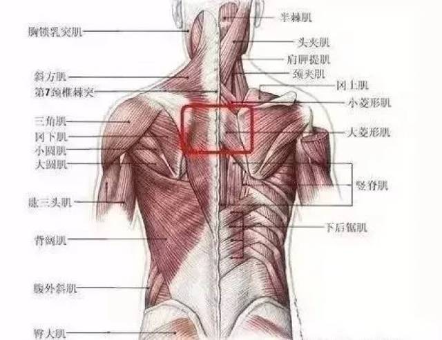 其前方有肩胛提肌,菱形肌和上后锯肌.在腰部有下后锯肌.