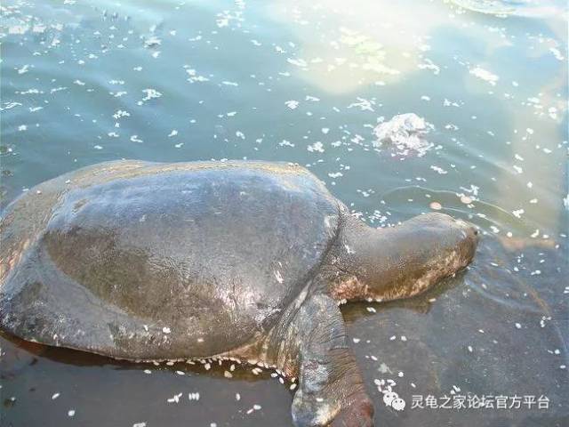 黑鳖 在野外已经灭绝 全球仅存300只左右