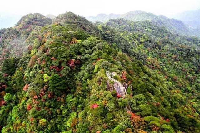 没错,这里就是 南岭国家森林公园