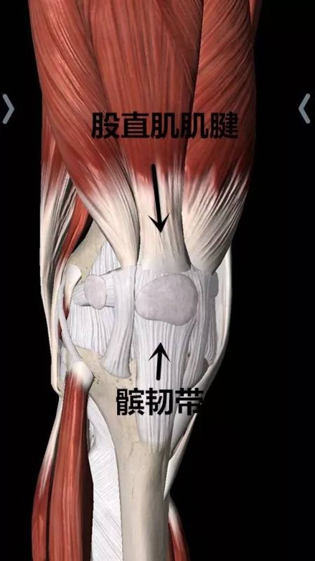 那么髌骨原来的位置在哪里呢, 髌骨原来是在股直肌腱和髌骨韧带中间