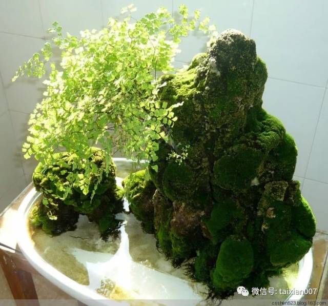 假山草 