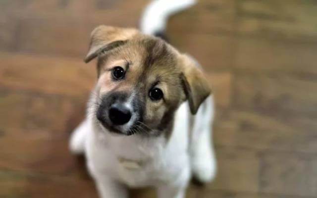 狗狗对主人的忠诚是天生的吗?